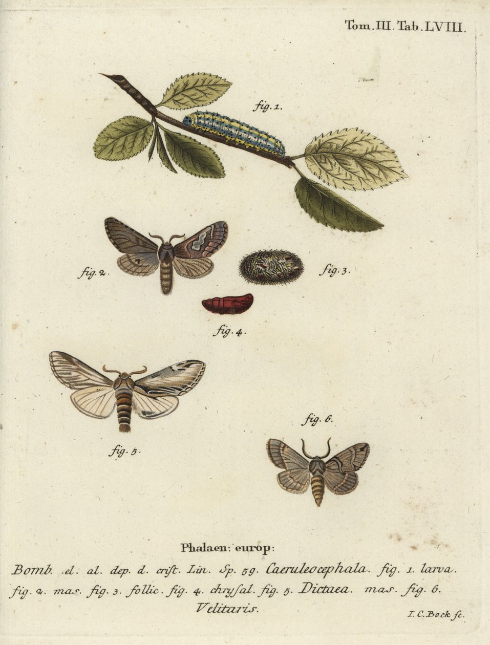 Åttefigur, svelge fremtredende og Drymonia velitaris møll. av Johann Carl Bock