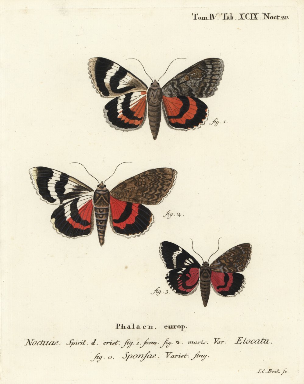 Fransk rød undervinge, Catocala elocata 1,2, og mørk karmosinrød undervingsvariant, Catocala sponsa 3. Håndfarget kobberstikk av Johann Carl Bock etter Eugenius Johann Christoph Espers Sommerfuglene i illustrasjoner etter naturen, Erlangen av Johann Carl Bock