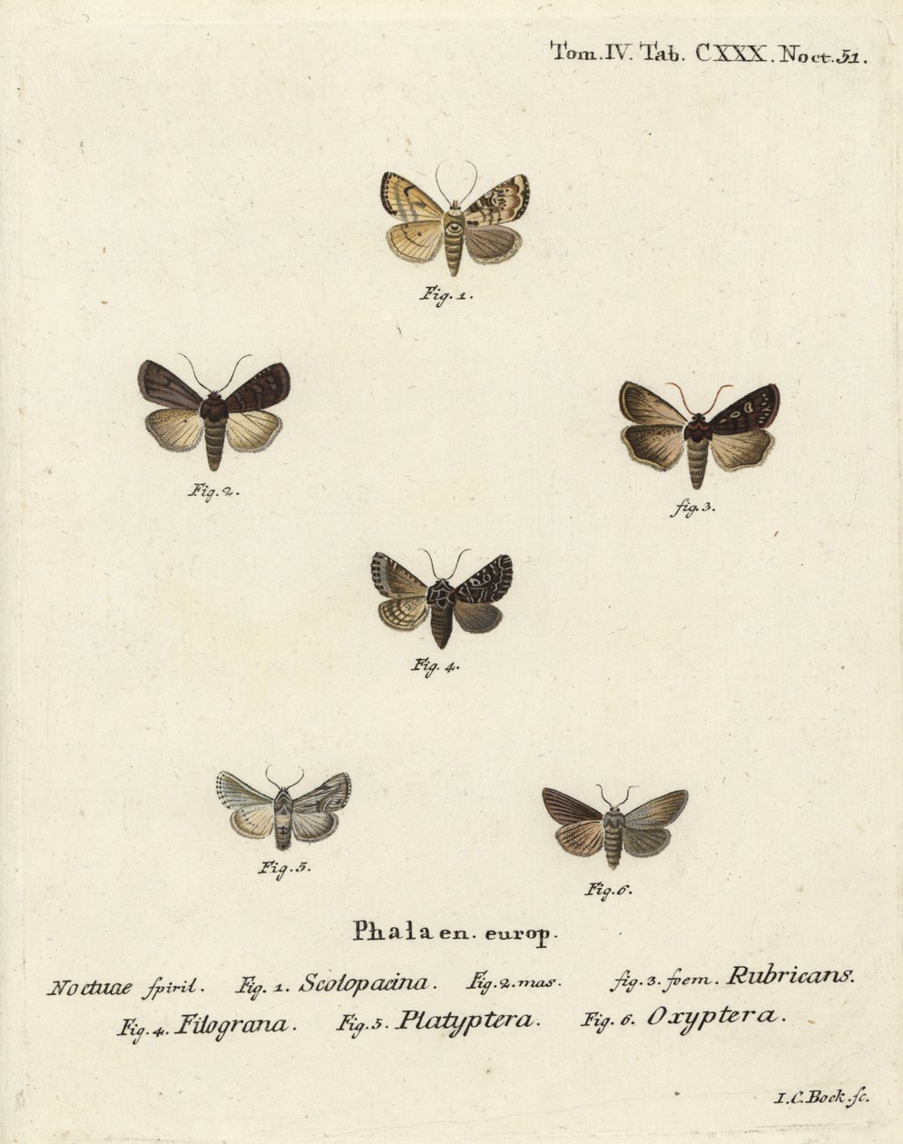 Hagedart, Euxoa nigricans 1-3, Hadena filograna 4, antirrhinum brocade, Calophasia platyptera 5, Simyra nervosa 6. Håndkolorert kobberstikk av Johann Carl Bock etter Eugenius Johann Christoph Esper’s Sommerfuglene i illustrasjoner etter den. av Johann Carl Bock