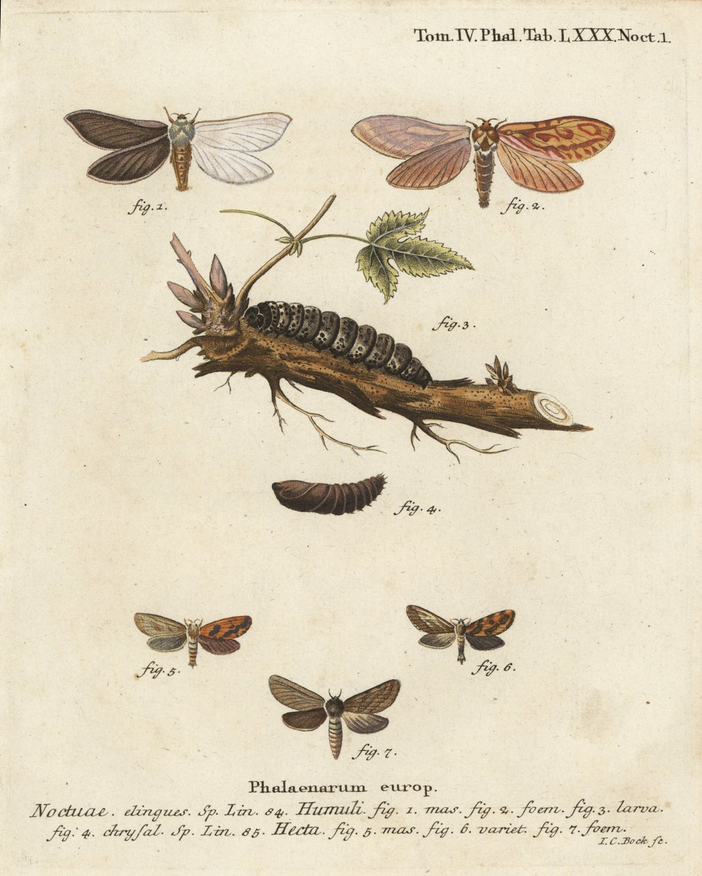 Spøkelsesmøll, Hepialus humuli 1-4, og gullsval, Phymatopus hekta 5-7. Håndfarget kobberstikk av Johann Carl Bock etter Eugenius Johann Christoph Espers Sommerfuglene i bilder fra naturen, Erlangen av Johann Carl Bock