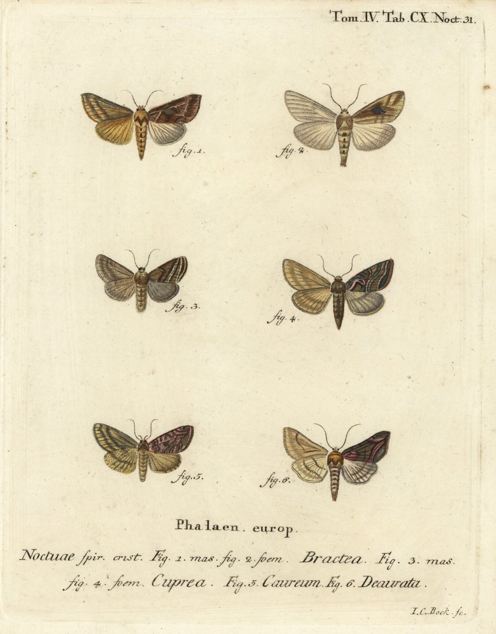 Gullspangle, Autographa bractea 1,2, Euchalcia modestoides 3,4, Lamprotes c-aureum 5 og Panchrysia deaurata 6. Håndfarget kobberstikk av Johann Carl Bock etter Eugenius Johann Christoph Espers Sommerfuglene i illustrasjoner fra naturen av Johann Carl Bock