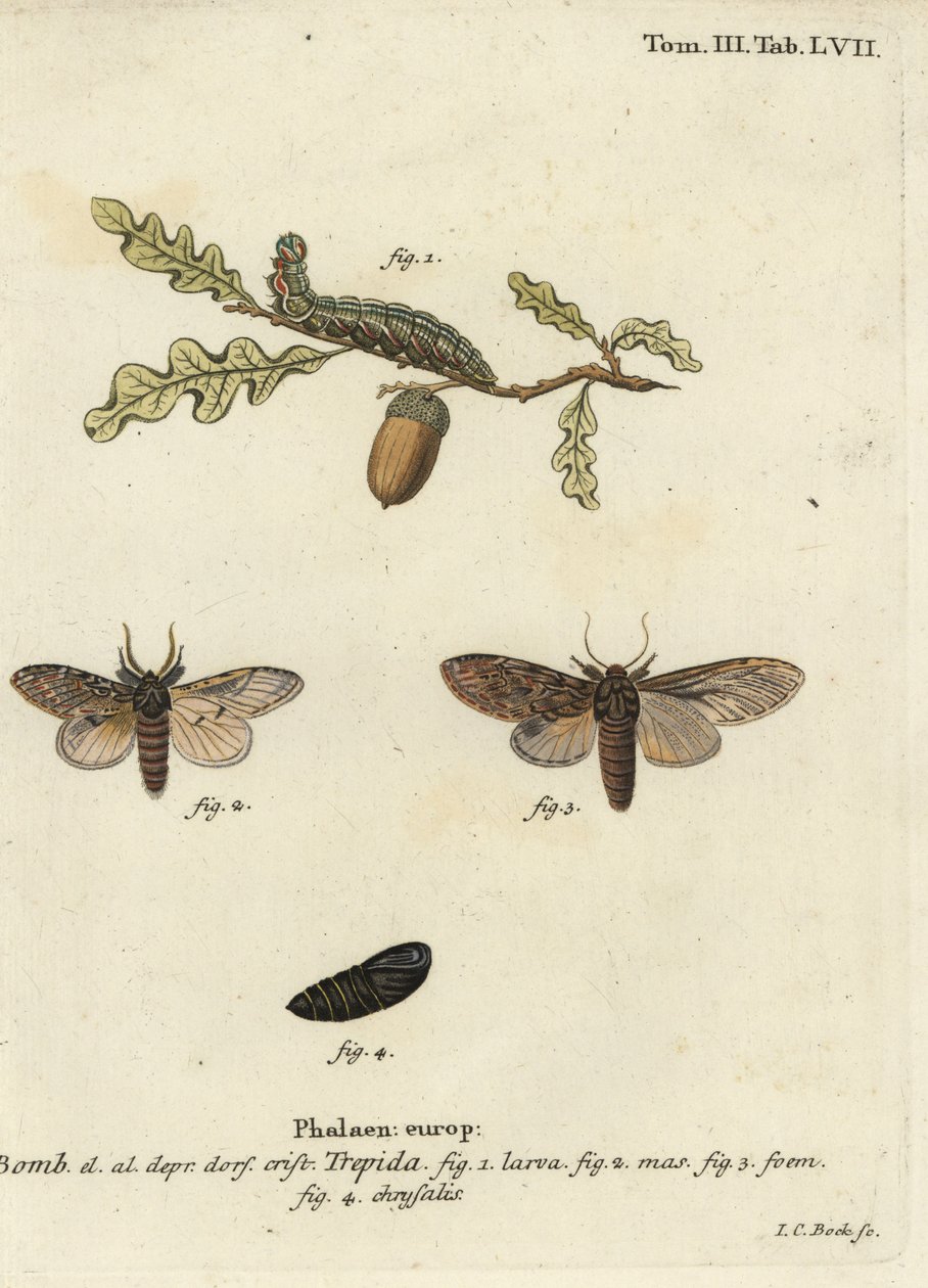 Flott fremtredende, Peridea anceps. av Johann Carl Bock