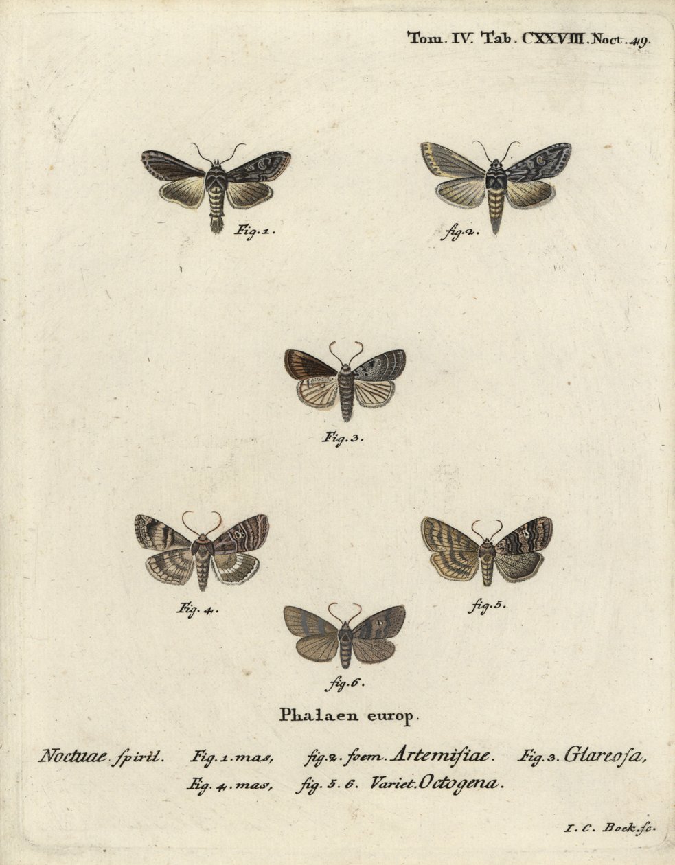 Grønn sølvfarget hai, Cucullia argentea 1,2, høstlig rustikk, Eugnorisma glareosa 4, åttifigur, Tethea ocularis 4-6. Håndfarget kobberstikk av Johann Carl Bock etter Eugenius Johann Christoph Espers Die Schmetterlinge in Abbildun av Johann Carl Bock