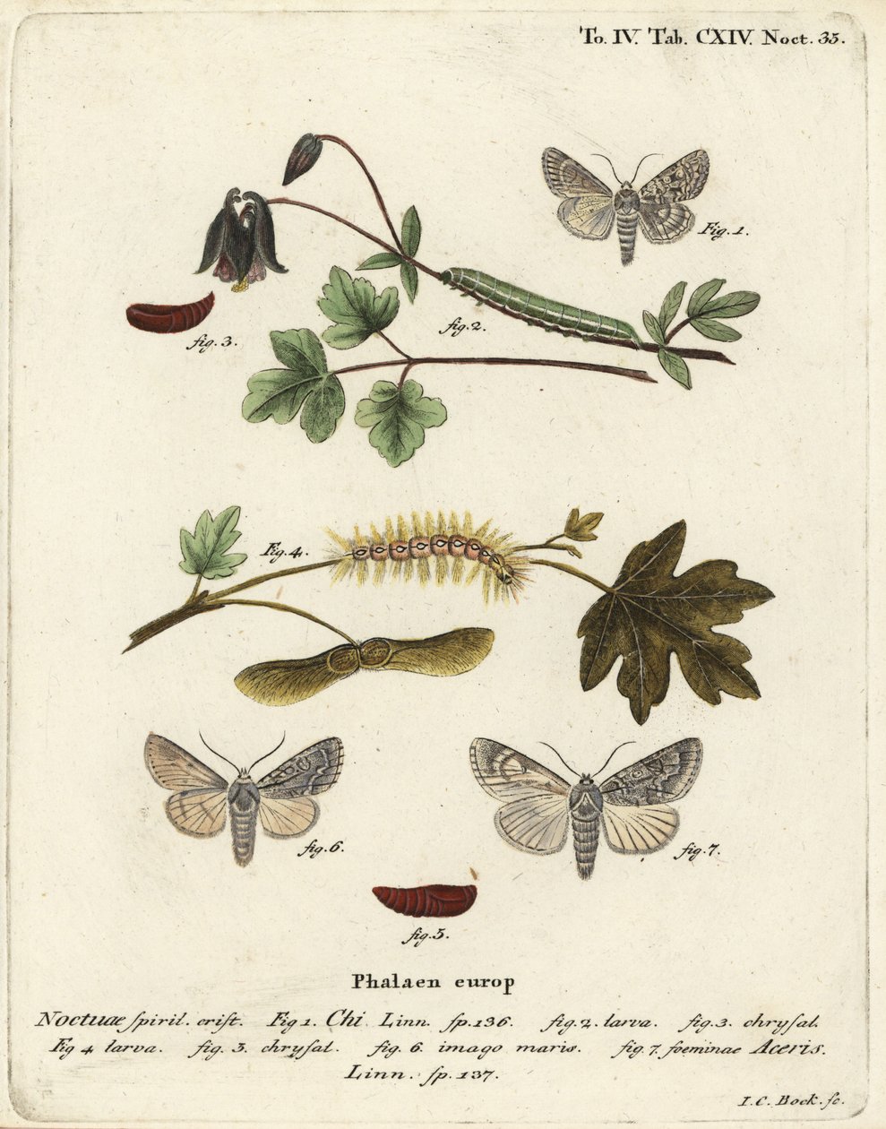 Grå chi, Antitype chi 1 og platanmøll, Acronicta aceris 2-7. Håndkolorert kobberstikk av Johann Carl Bock etter Eugenius Johann Christoph Espers Sommerfuglene i illustrasjoner fra naturen, Erlangen av Johann Carl Bock
