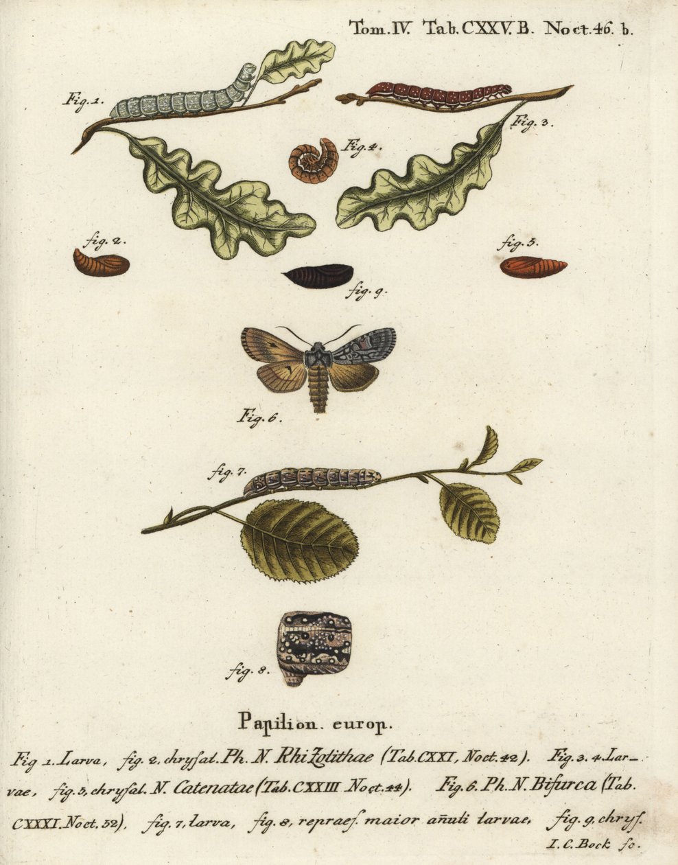 Grå skulderknute, Lithophane ornitopus 1,2, volangkastanje, Agrochola helvola 3-5, konform, Lithophane furcifera 6-9. Håndkolorert kobberstikk av Johann Carl Bock etter Eugenius Johann Christoph Espers Die Schmetterlinge in Abbildungen n av Johann Carl Bock