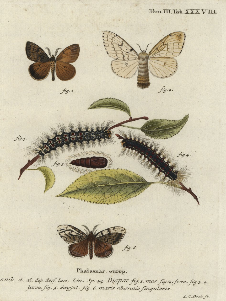 Sigøynermøll, Lymantria dispar. av Johann Carl Bock