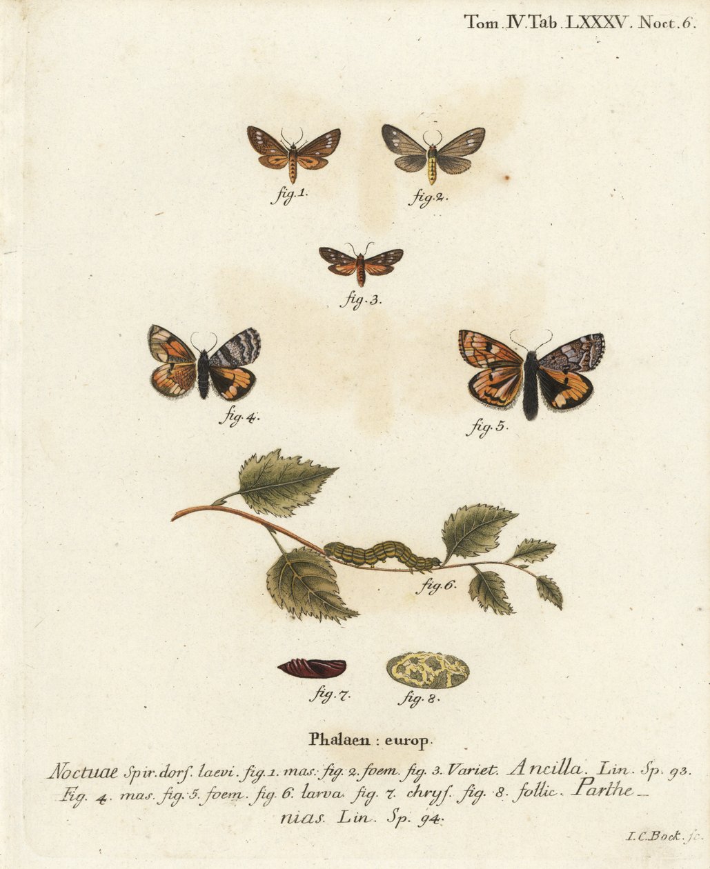 Tjenestemøll, Dysauxes ancilla 1-3, og oransje undervinge, Archiearis parthenias 4-8. Håndkolorert kobberstikk av Johann Carl Bock etter Eugenius Johann Christoph Espers Sommerfuglene i illustrasjoner fra naturen, Erlangen av Johann Carl Bock