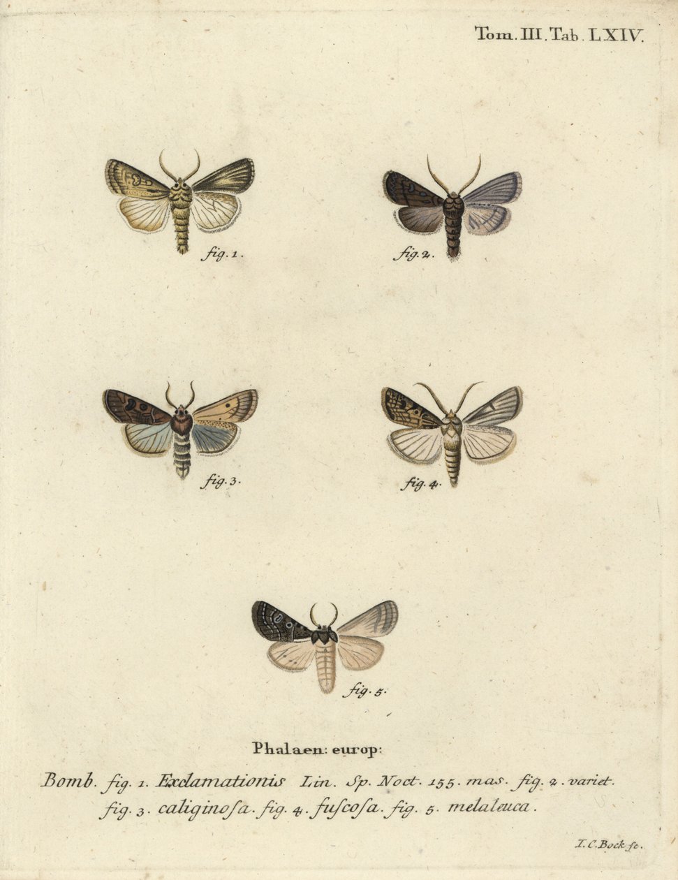 Hjerte- og pilemøll, nepemøll og sølvsky. av Johann Carl Bock