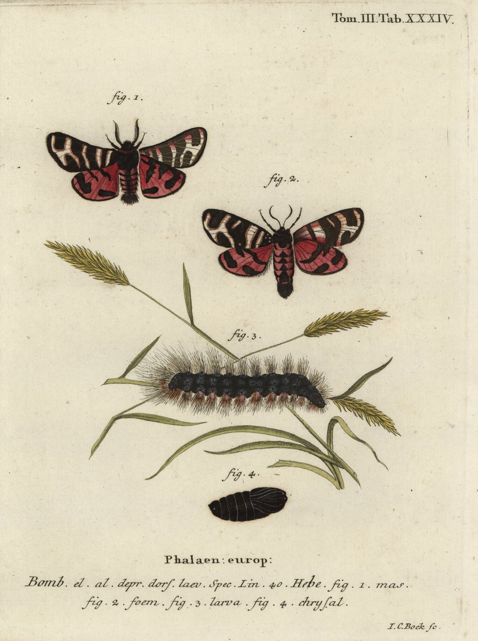 Hebe tiger møll, Arctia festiva. av Johann Carl Bock
