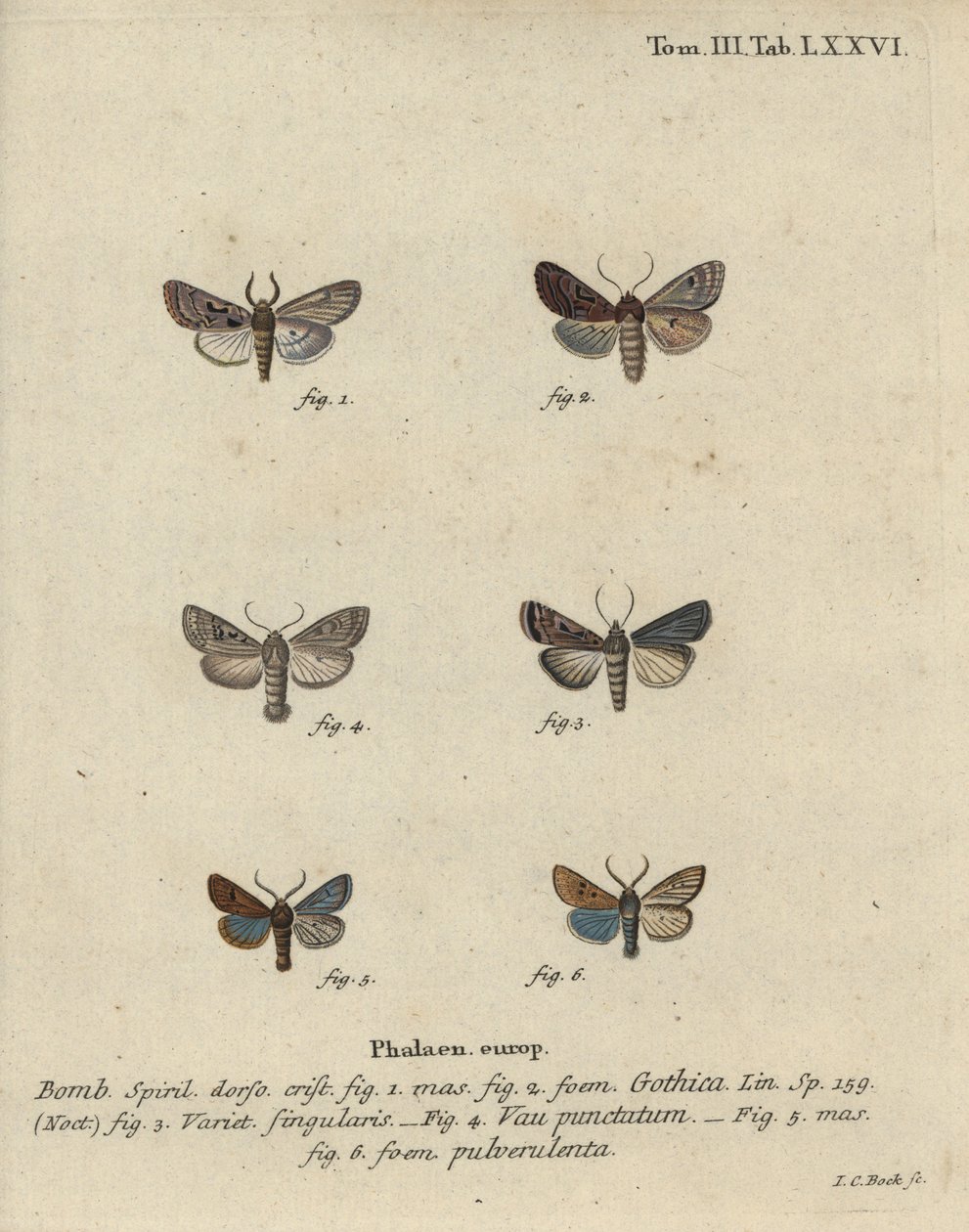 Hebraisk karakter, svartflekkkastanje, liten kvekermøll, etc. av Johann Carl Bock