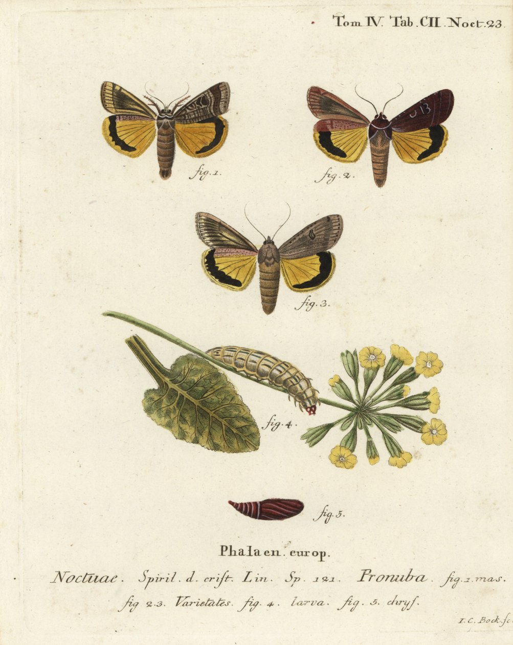 Stor gul undervinge, Noctua pronuba, og varianter. Håndkolorert kobberstikk av Johann Carl Bock etter Eugenius Johann Christoph Espers Sommerfuglene i illustrasjoner fra naturen, Erlangen av Johann Carl Bock