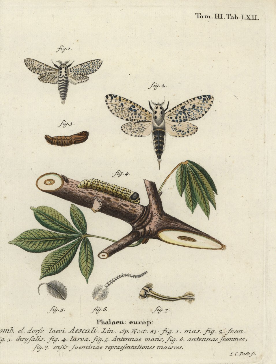 Leopardmøll, Zeusera kjerne. av Johann Carl Bock
