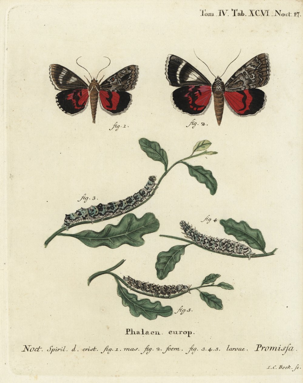 Lys karmosinrød undervingemøll, Catocala promissa. Håndkolorert kobberstikk av Johann Carl Bock etter Eugenius Johann Christoph Espers Sommerfuglene i illustrasjoner fra naturen, Erlangen av Johann Carl Bock