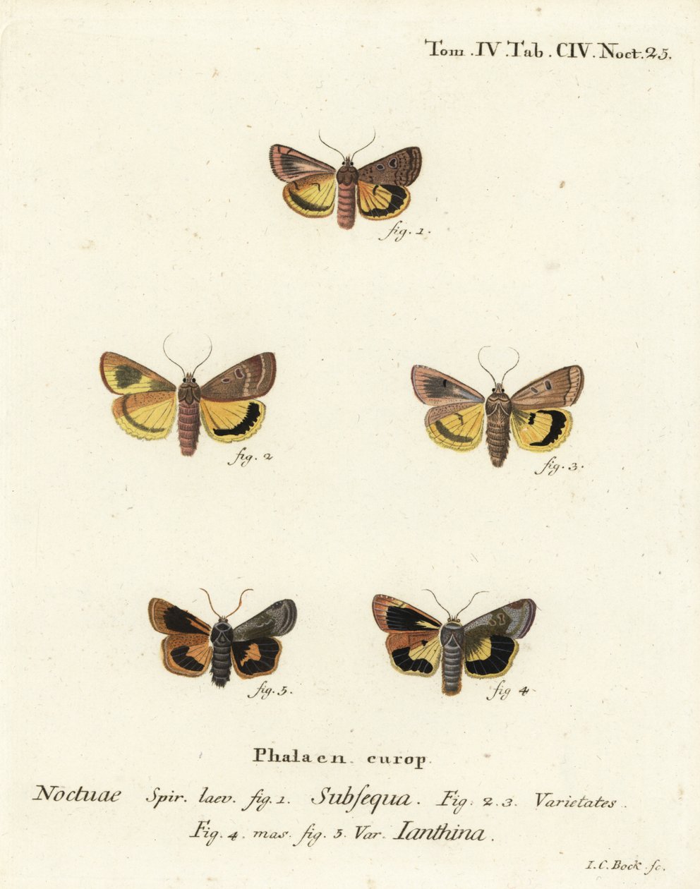 Månegul undervinge, Noctua orbona 1, og mindre bredkantet gul undervinge eller Langmaids gule undervinge, Noctua janthina 2-5. Håndfarget kobberstikk av Johann Carl Bock etter Eugenius Johann Christoph Espers Die Schmetterlinge in Ab av Johann Carl Bock