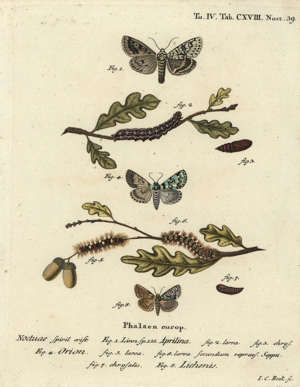 Merveille du jour, Dichonia aprilina 1-4, knapp merveille du jour, Moma alpium 5-7, og marmorgrønn, Cryphia muralis 8. Håndfarget kobberstikk av Johann Carl Bock etter Eugenius Johann Christoph Espers Sommerfuglene i illustrasjoner av Johann Carl Bock