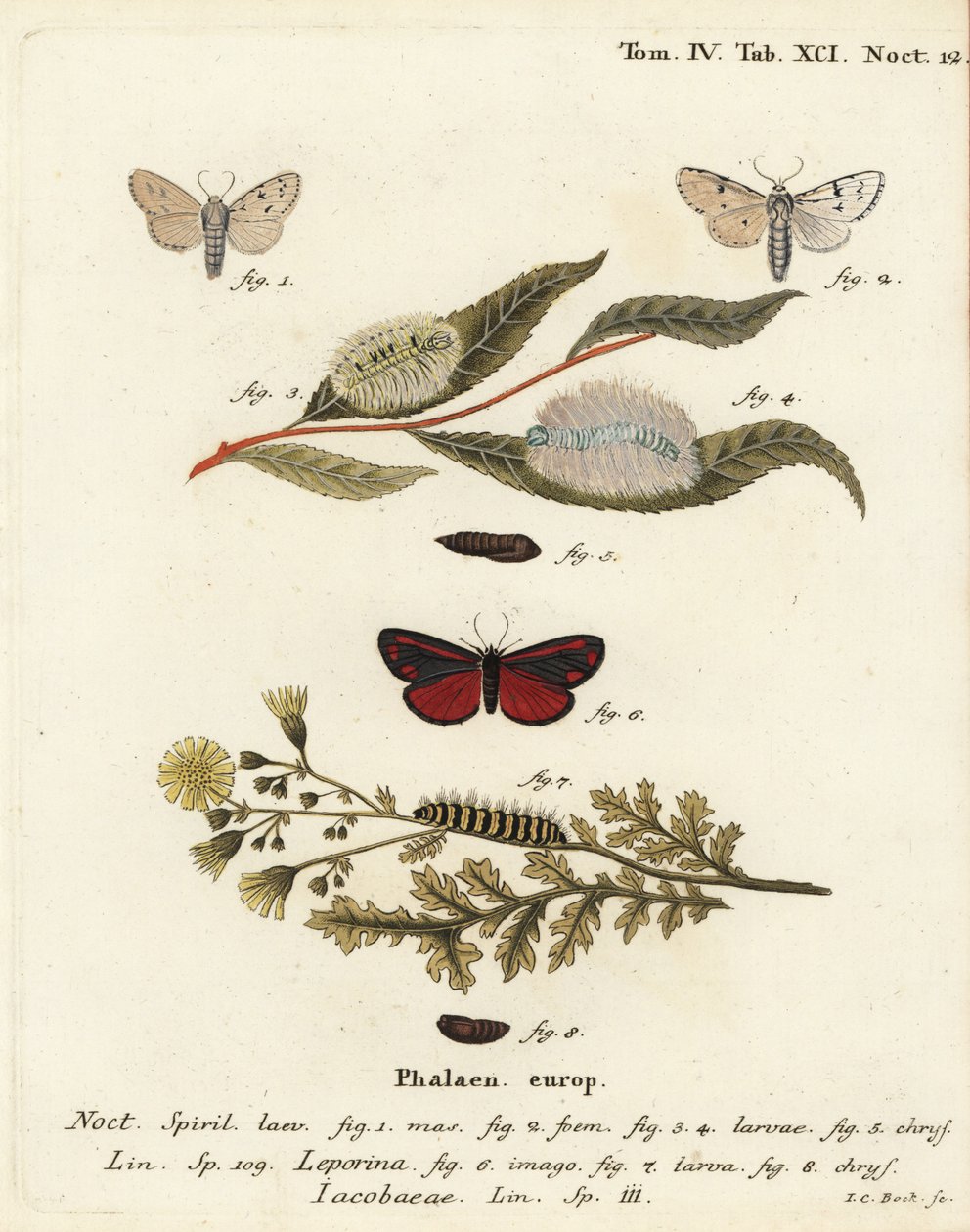 Miller møll, Acronicta leporina 1-5, og cinnaber møll, Tyria jacobaeae 6-8. Håndkolorert kobberstikk av Johann Carl Bock etter Eugenius Johann Christoph Espers Sommerfuglene i illustrasjoner fra naturen, Erlangen av Johann Carl Bock