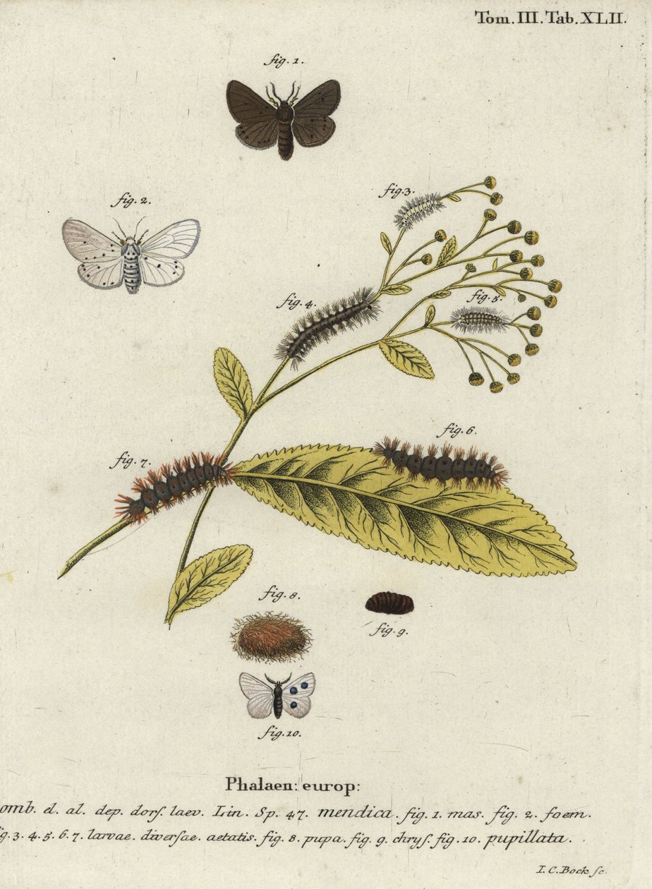 Muslinmøll, Diaphora mendica. av Johann Carl Bock