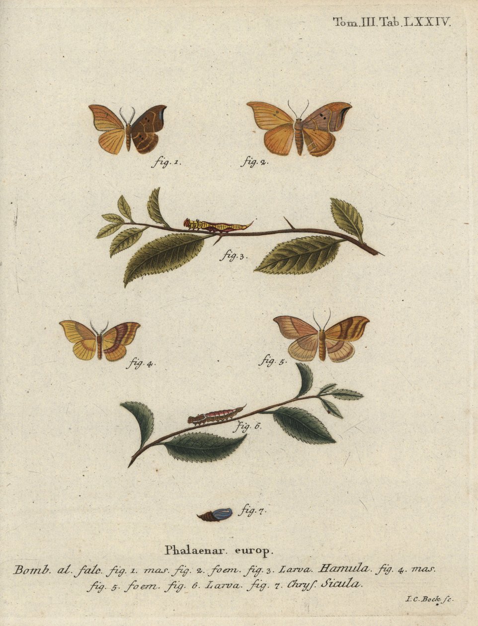 Eik krokspiss og sperret krokspiss. av Johann Carl Bock