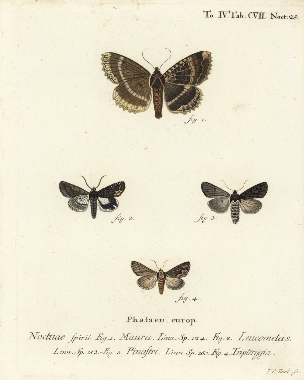 Gammel dame eller svart undervinge, Mormo maura 1, østlig alkymist, Aedia leucomelas 2 og Dypterygia scabriuscula 3,4. Håndkolorert kobberstikk av Johann Carl Bock etter Eugenius Johann Christoph Espers Sommerfuglene i illustrasjoner etter Na av Johann Carl Bock
