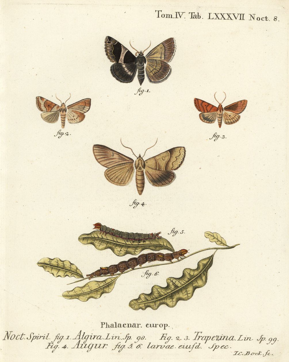 Passasjermøll, Dysgonia algira 1, dun-bar, Cosmia trapezina 2-3, dobbel pil eller spåmann, Graphiphora augur 4, larver 5-6. Håndkolorert kobberstikk av Johann Carl Bock etter Eugenius Johann Christoph Espers Sommerfuglene i illustrasjoner n av Johann Carl Bock
