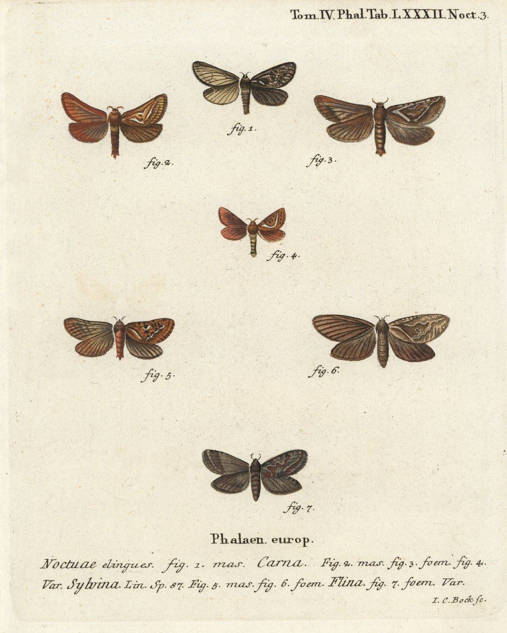 Pharmacis carna 2-4, orange swift, Triodia sylvina 5,6, og gold swift, Phymatopus hekta 7. Håndkolorert kobberstikk av Johann Carl Bock etter Eugenius Johann Christoph Espers Sommerfuglene i illustrasjoner fra naturen, Erlangen av Johann Carl Bock