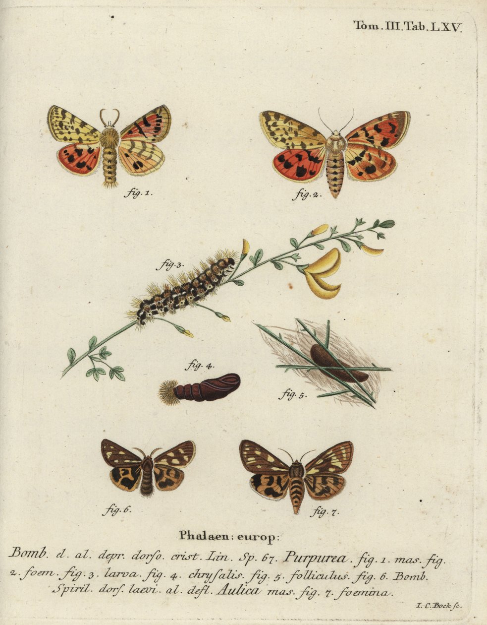 Lilla tiger og brun tigermøll. av Johann Carl Bock