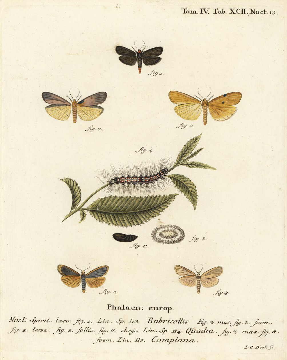 Rødhalset løper, Atolmis rubricollis 1,, firflekket løper, Lithosia quadra 2-6, og buff løper, Katha depressa 7,9. Håndkolorert kobberstikk av Johann Carl Bock etter Eugenius Johann Christoph Espers Die Schmetterlinge in Abbildungen na av Johann Carl Bock