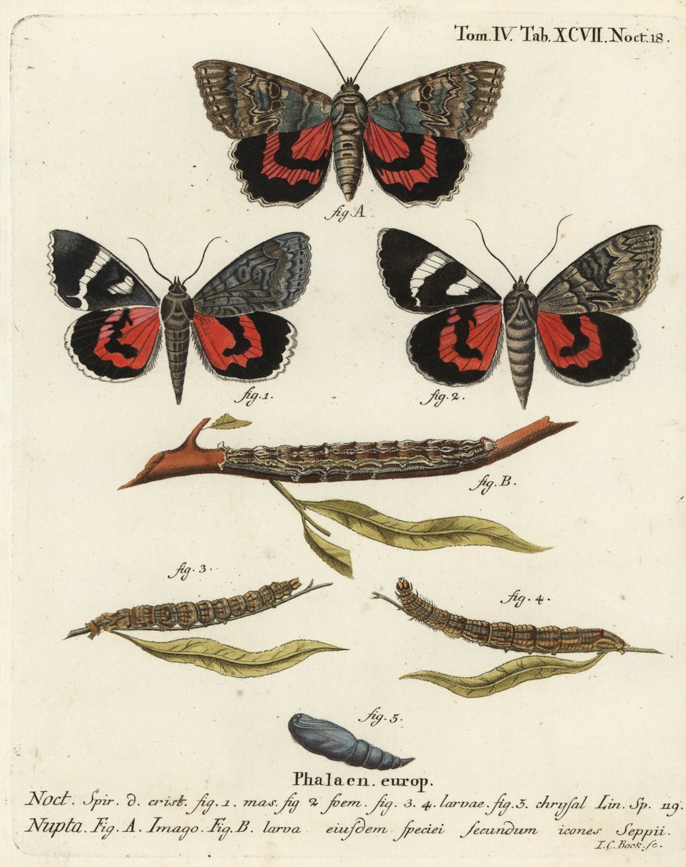 Rød undervingemøll, Catocala nupta. Håndkolorert kobberstikk av Johann Carl Bock etter Eugenius Johann Christoph Espers Sommerfuglene i illustrasjoner fra naturen, Erlangen av Johann Carl Bock