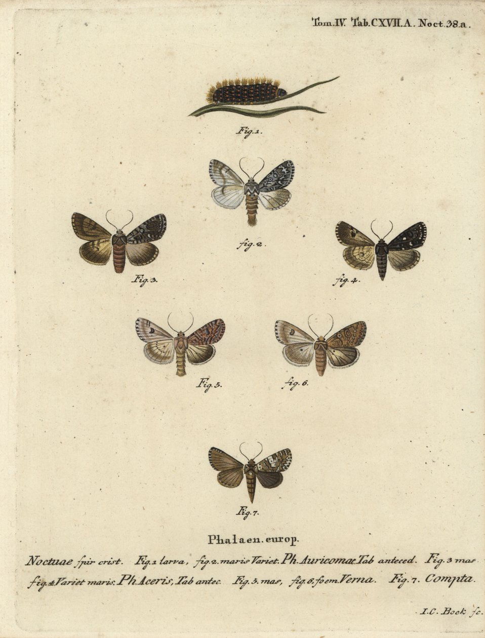 Knappe dolk, Acronicta auricoma 1-3, platanmøll, Acronicta aceris, muskatmøll 4,5, Hadula trifolii 6 og variert krone, Hadena compta 7. Håndfarget kobberstikk av Johann Carl Bock etter Eugenius Johann Christoph Esperlings Die Sch. av Johann Carl Bock
