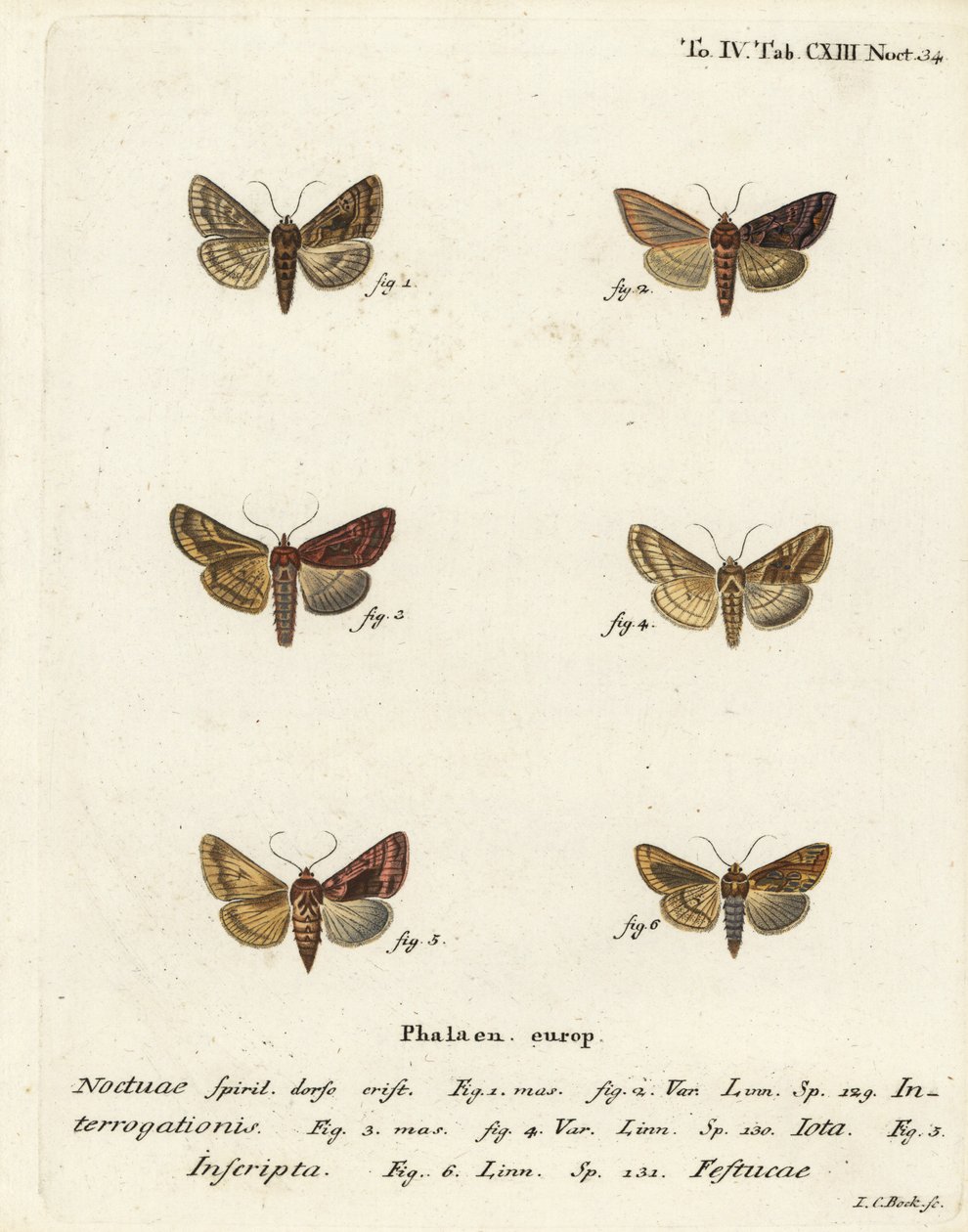 Knappe sølv Y, Syngrapha interrogationis 1,2, vanlig gylden Y, Autographa jota 3-5, gullflekk, Plusia festucae 6. Håndkolorert kobberstikk av Johann Carl Bock etter Eugenius Johann Christoph Espers Sommerfuglene i illustrasjoner basert på Nat. av Johann Carl Bock