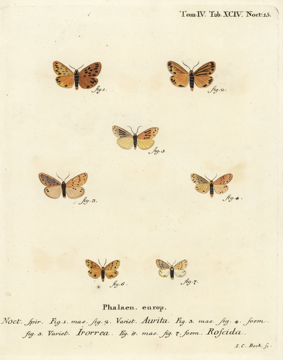 Setina aurita møll 1,2, duggmøll, Setina irrorella 3-5, og Setina roscida møll 6,7. Håndkolorert kobberstikk av Johann Carl Bock etter Eugenius Johann Christoph Espers Sommerfuglene i illustrasjoner fra naturen, Erlangen av Johann Carl Bock