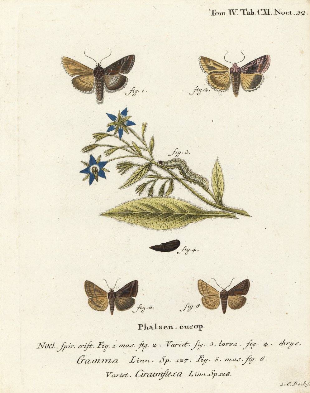Sølv Y-møll, Autographa gamma 1-4 og Essex Y-møll, Cornutiplusia circumflexa 5,6. Håndkolorert kobberstikk av Johann Carl Bock etter Eugenius Johann Christoph Espers Sommerfuglene i illustrasjoner fra naturen, Erlangen av Johann Carl Bock