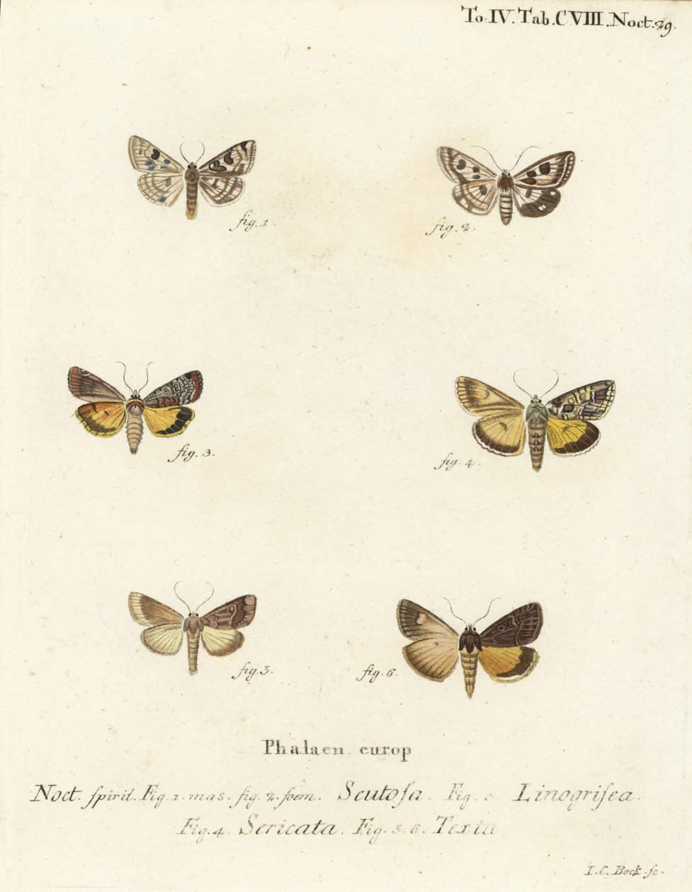 Flekkkløver, Schinia scutosa 1,2, Epilecta linogrisea 3, Guernsey-undervinge, Polyphaenis sericata 4, og halmundervinge, Thalpophila matura 5,6. Håndfarget kobberstikk av Johann Carl Bock etter Eugenius Johann Christoph Espers Die Schmette av Johann Carl Bock