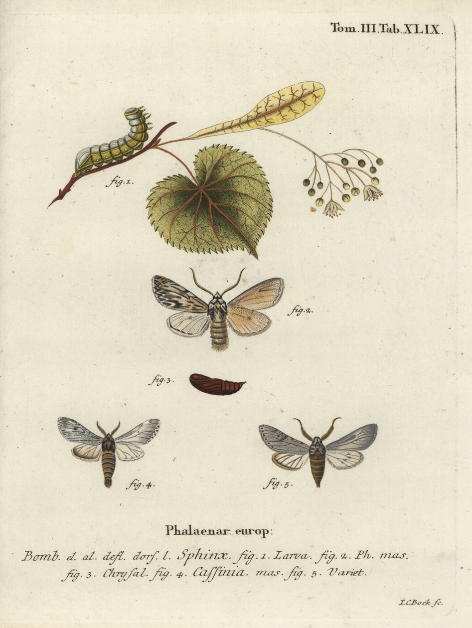 Sprawler møll, Asteroscopus sphinx. av Johann Carl Bock