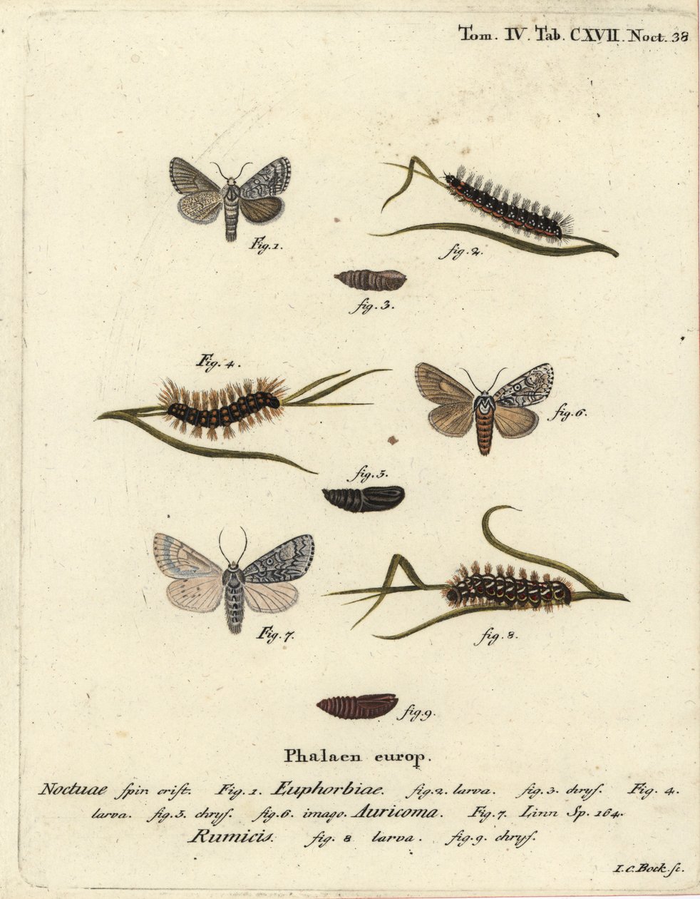 Søtkulemøll, Acronicta euphorbiae 1-5, knapp dolk, Acronicta auricoma 6, og knutegressmøll, Acronicta rumicis 7-9. Håndfarget kobberstikk av Johann Carl Bock etter Eugenius Johann Christoph Espers Die Schmetterlinge i Abbildungen nac av Johann Carl Bock