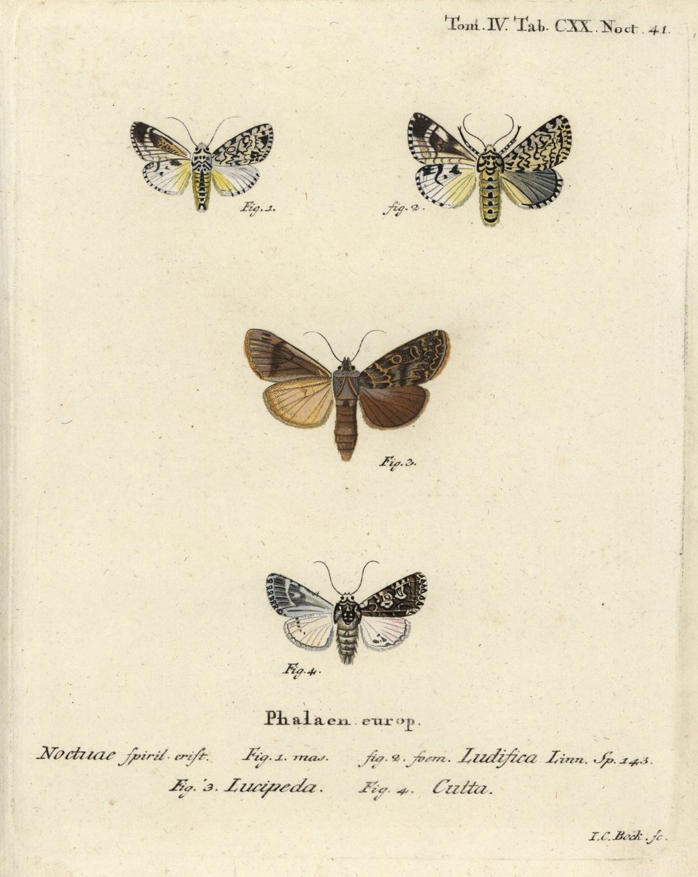 Trichosea ludifica 1,2, sørlig rustikk, Rhyacia lucipeta 3, og Lamprosticta culta 4. Håndfarget kobberstikk av Johann Carl Bock etter Eugenius Johann Christoph Espers Sommerfuglene i illustrasjoner fra naturen, Erlangen av Johann Carl Bock