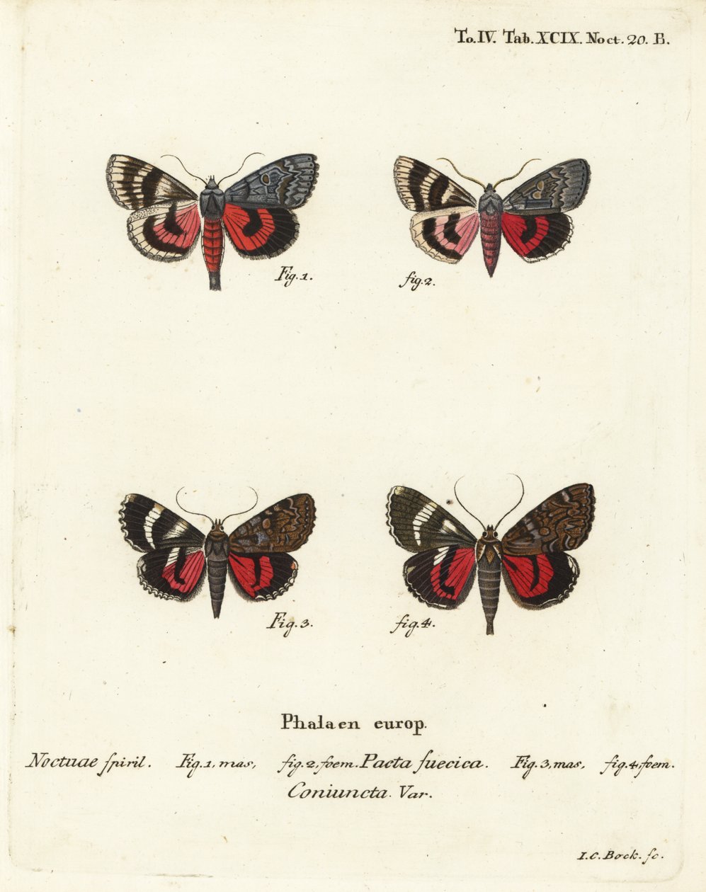 Undervingemøll, Catocala pacta og Catocala coniuncta. Håndkolorert kobberstikk av Johann Carl Bock etter Eugenius Johann Christoph Espers Sommerfuglene i illustrasjoner fra naturen, Erlangen av Johann Carl Bock
