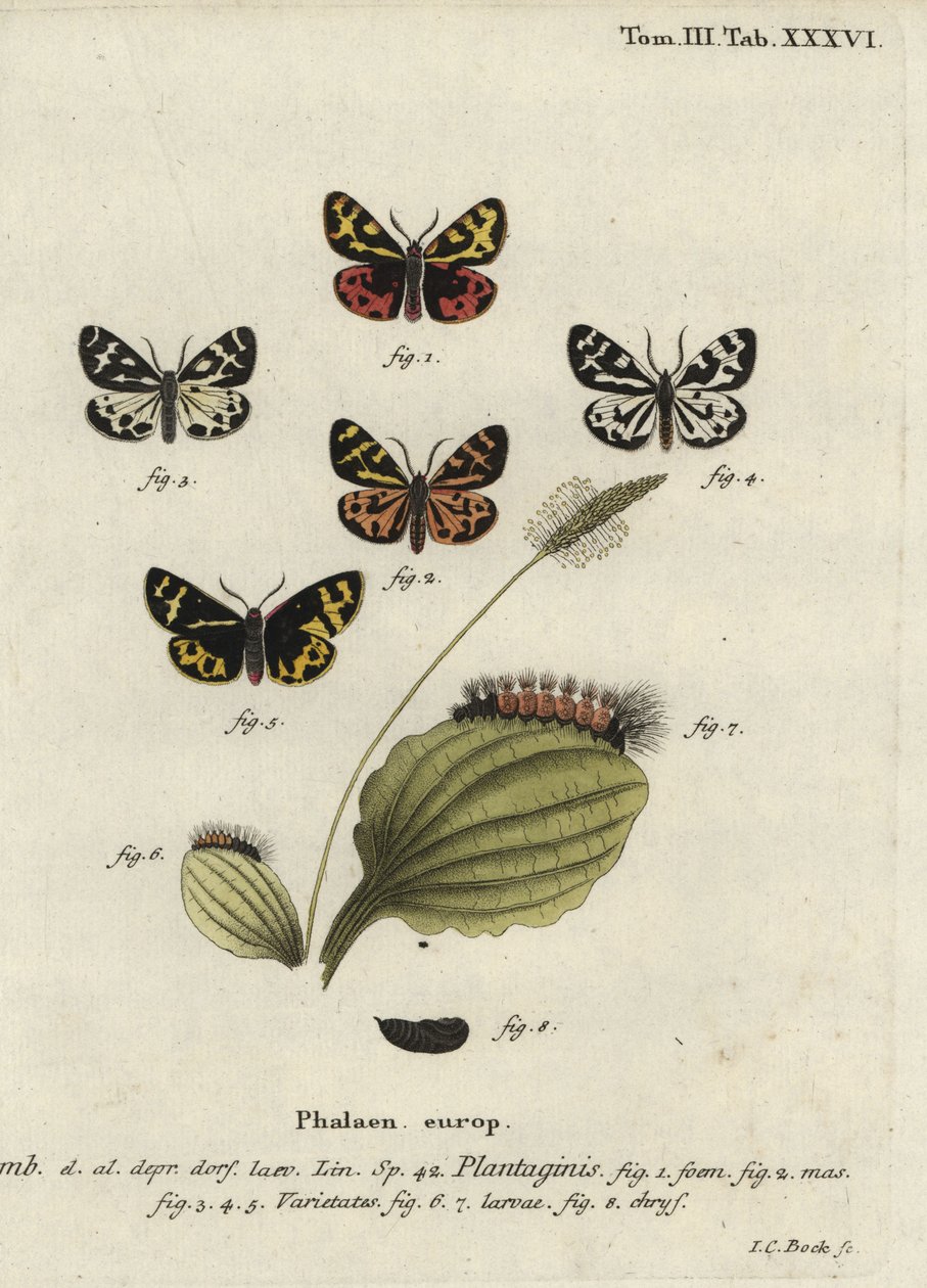 Tigermøll, Parasemia plantaginis. av Johann Carl Bock