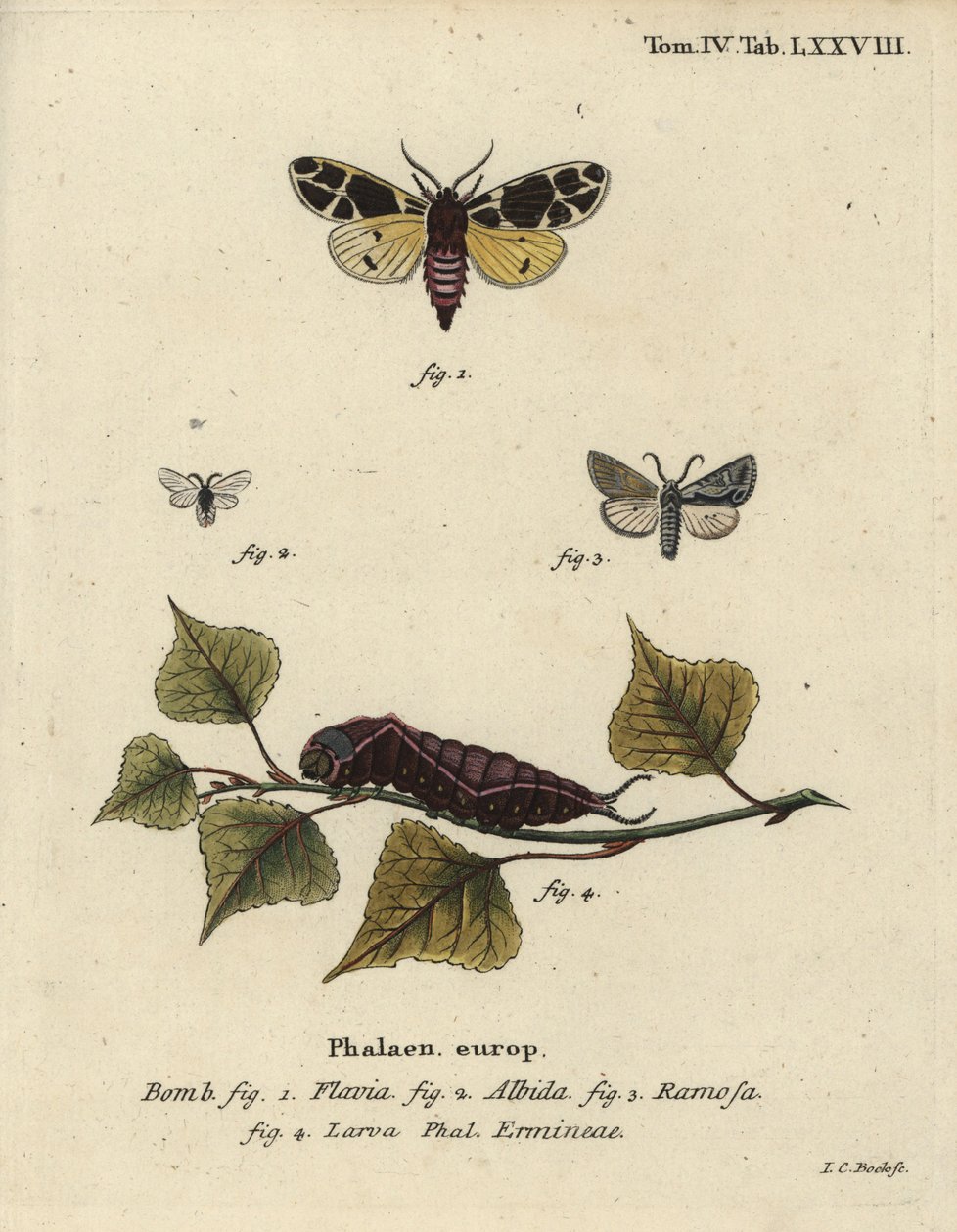 Gul tigermøll, hvit hermelinlarve, etc. av Johann Carl Bock