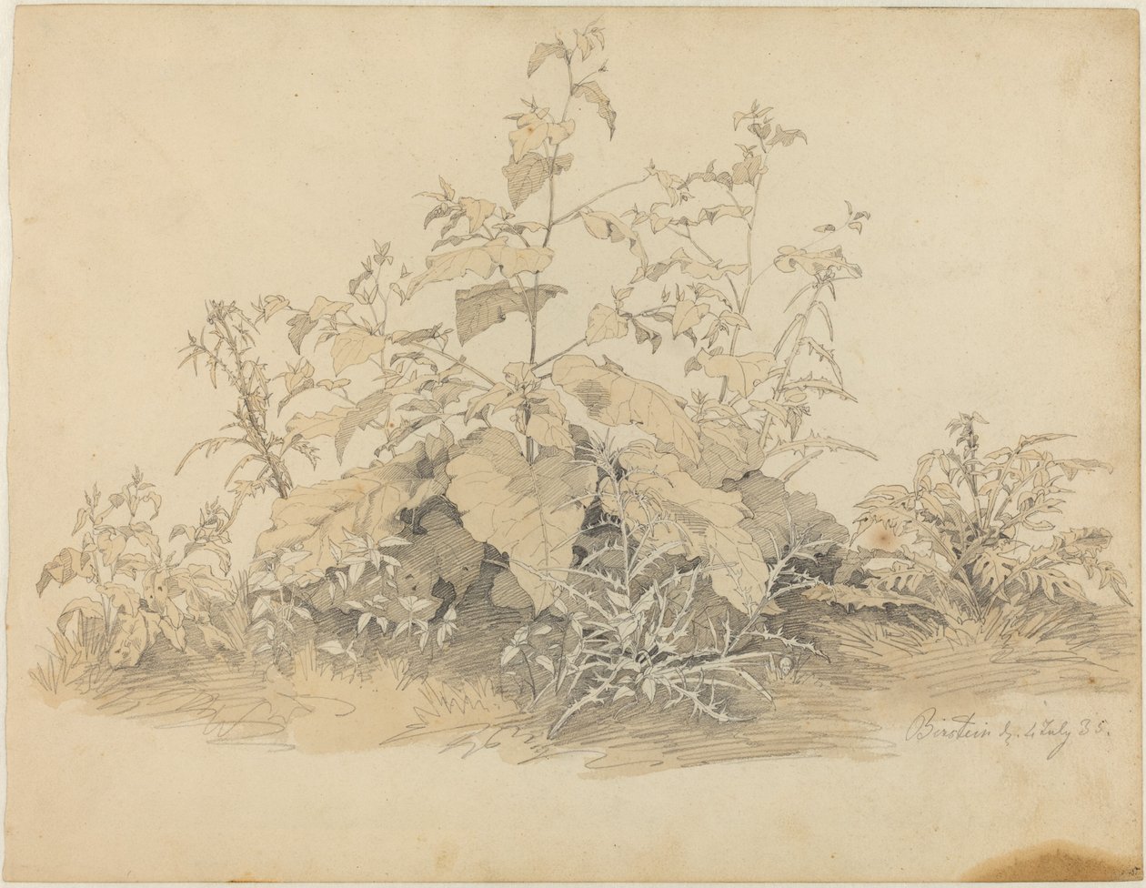 Ville planter ved Birstein av Johann Christian Heerdt
