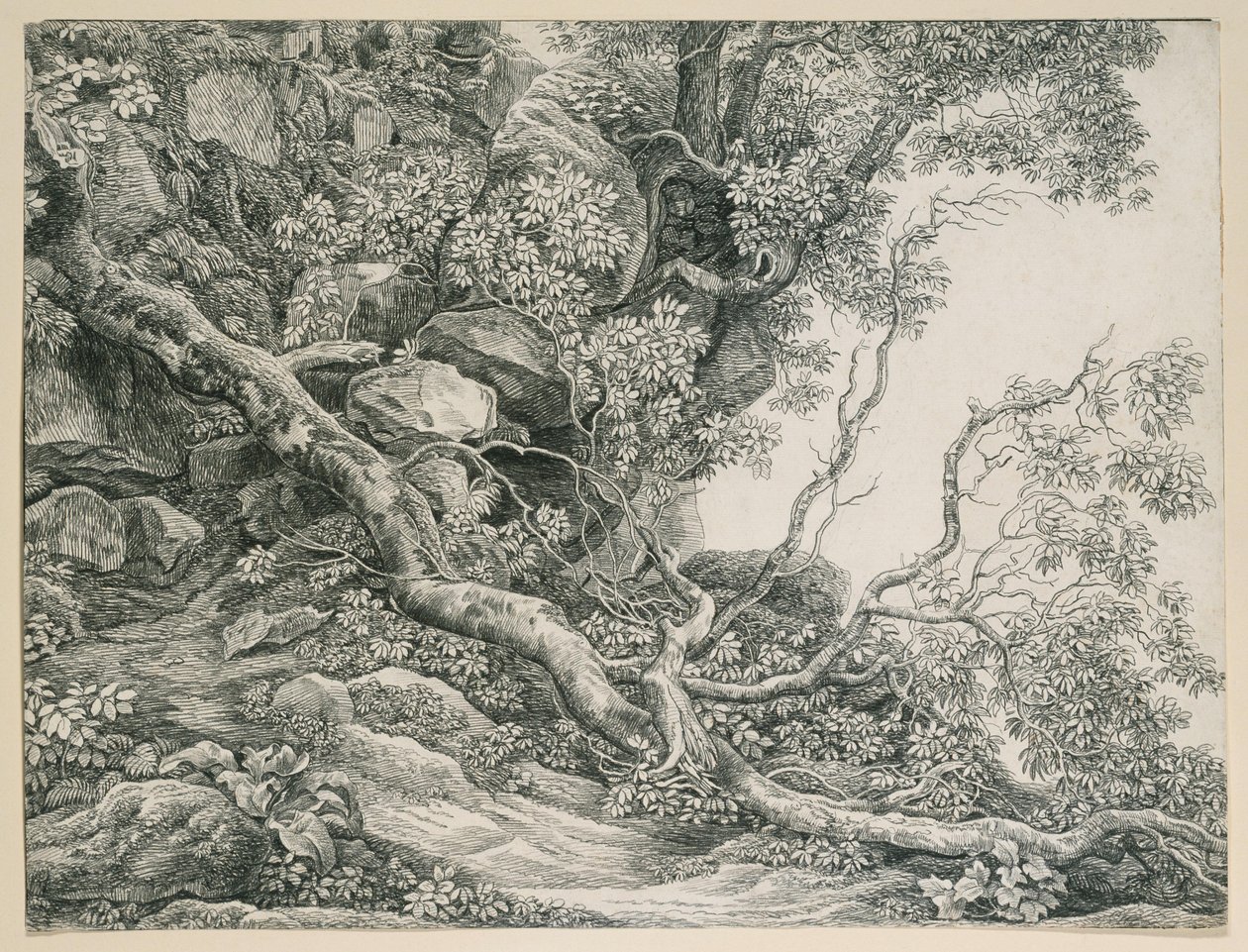 Trær i en fjellskråning av Johann Christian Reinhart