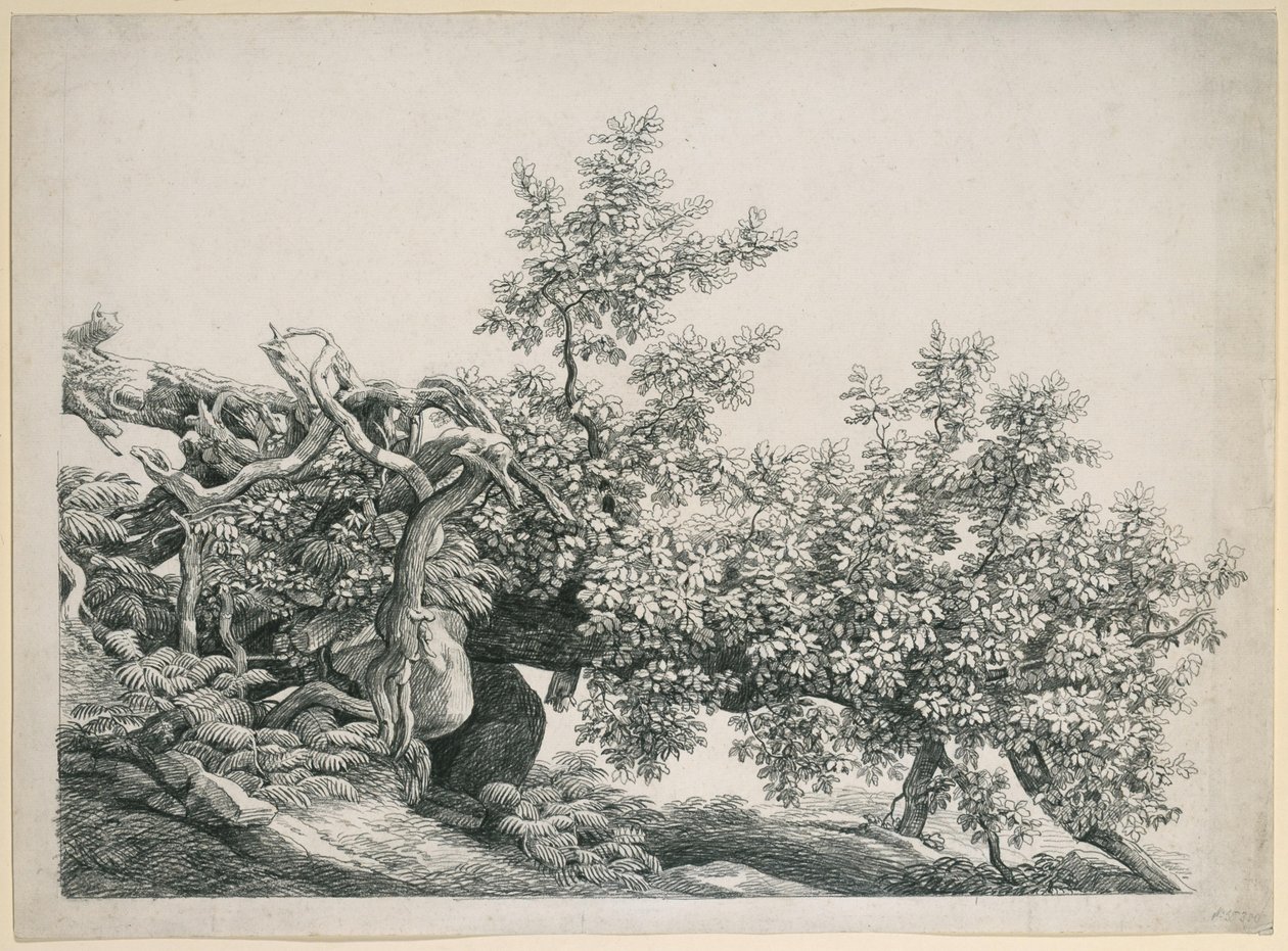 Trestudie. Veltet stamme med blottlagte røtter av Johann Christian Reinhart