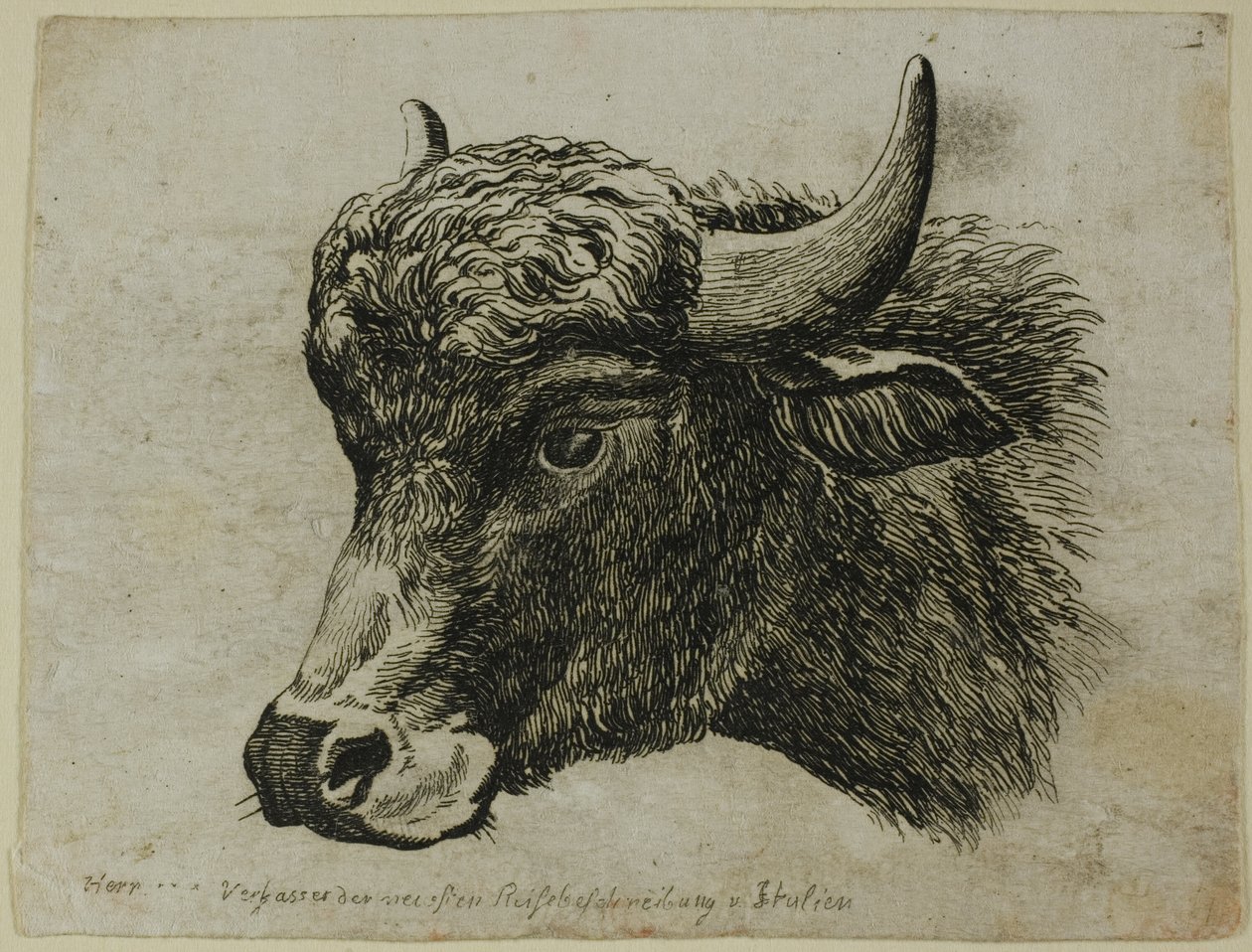 Buffalo Head Facing Venstre, fra Die Zweite Thier Folge av Johann Christian Reinhart