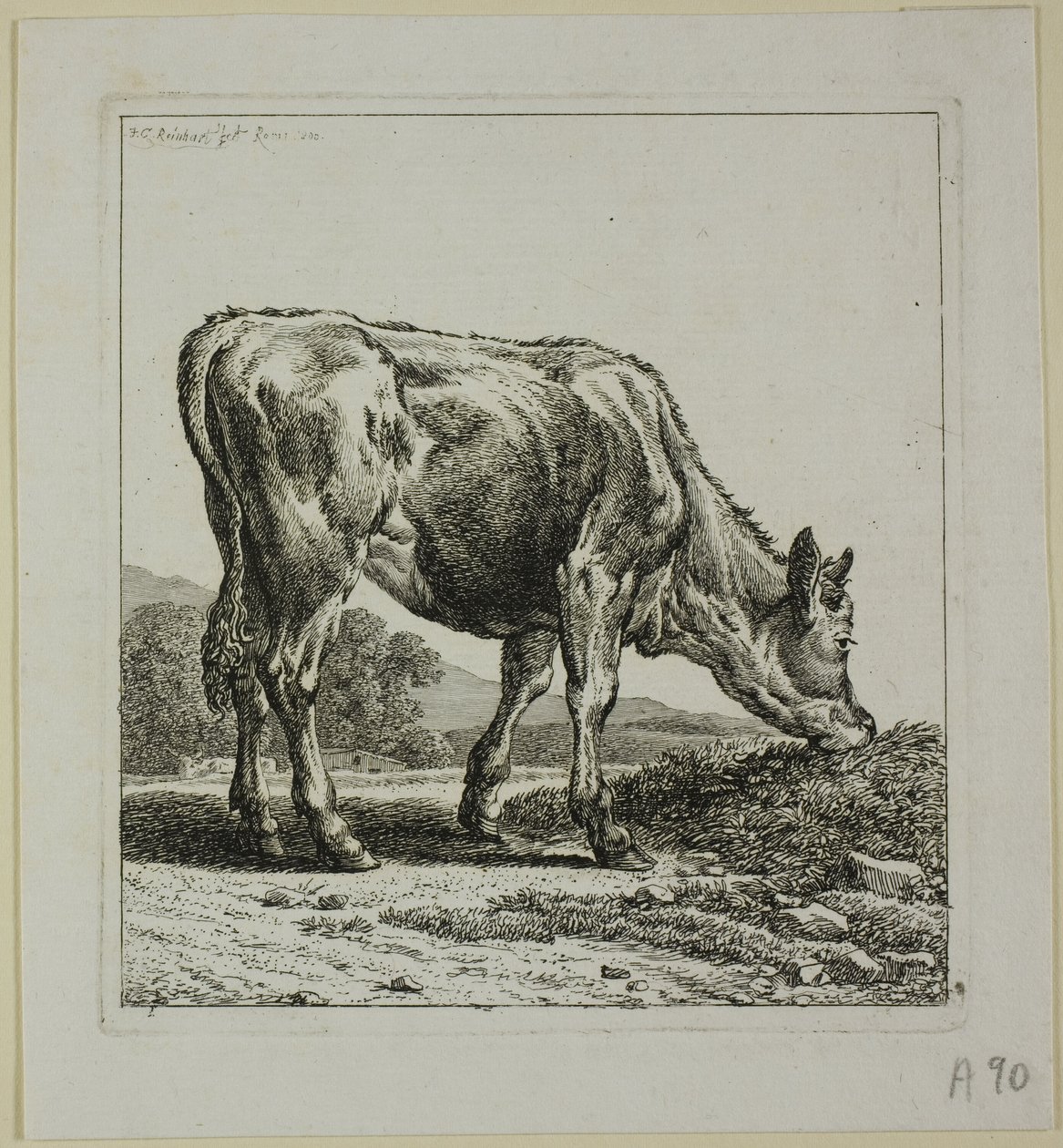 Kalvefôring, fra Die Zweite Thierfolge av Johann Christian Reinhart