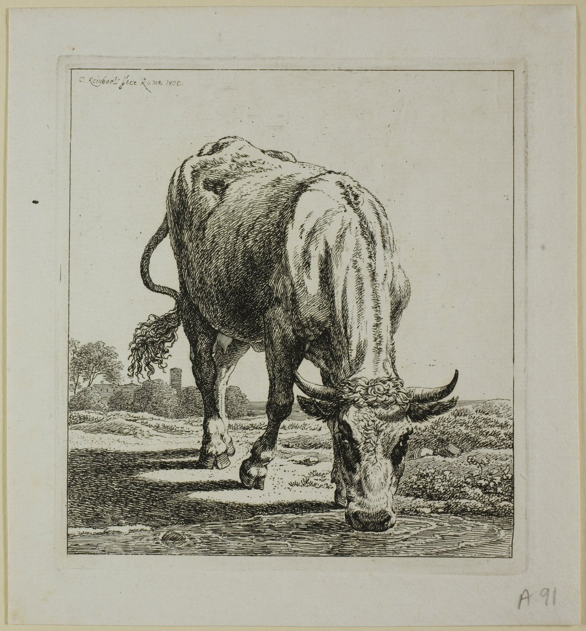 Cow Drinking, fra Die Zweite Thiernahme av Johann Christian Reinhart