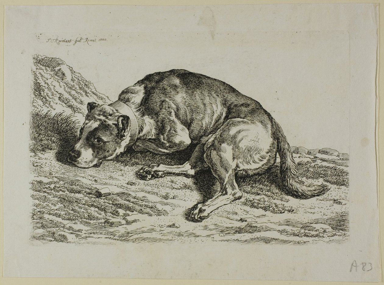 Dog Laying Down, fra fra The Second Succession of the Thief av Johann Christian Reinhart