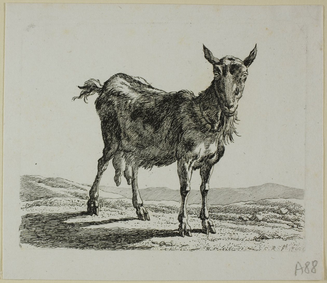 Stående geit, fra Die Zweite Thiernahme av Johann Christian Reinhart