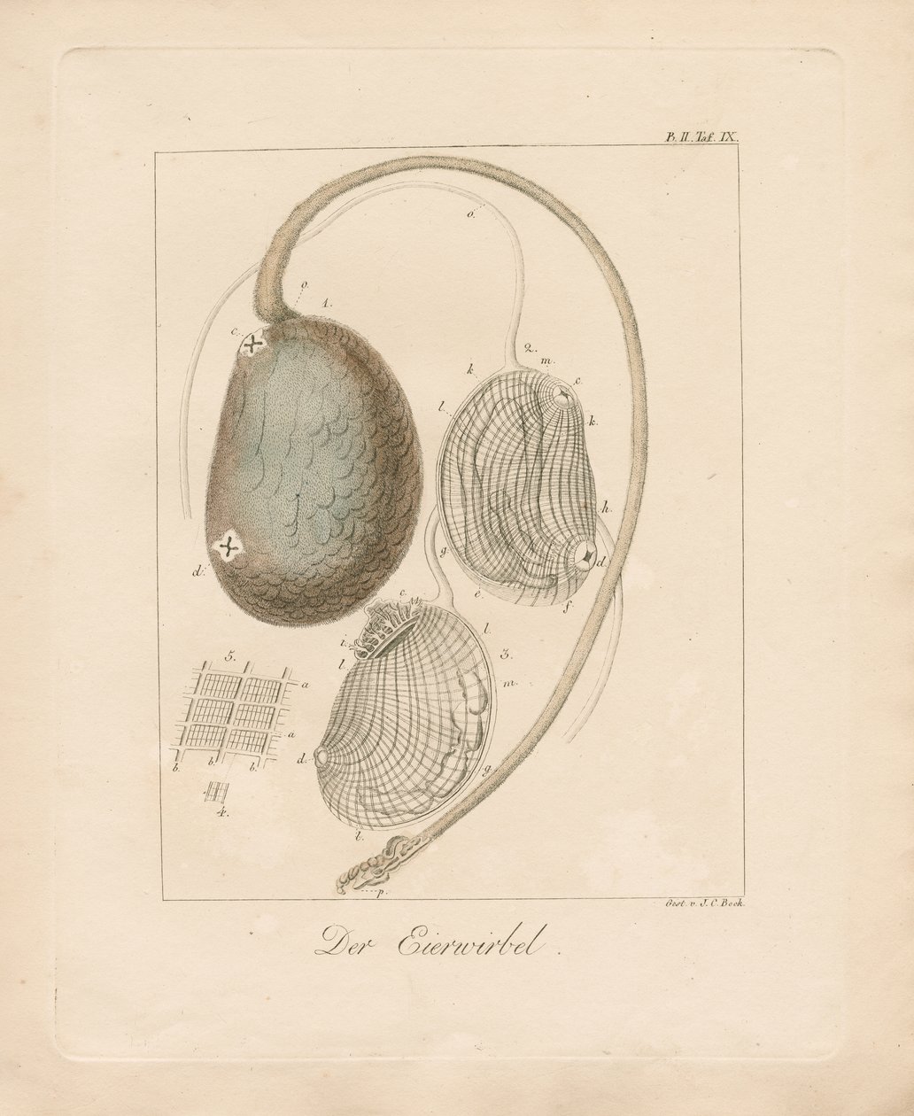 Eggstrukturen (farget kobberstikk) av Johann Christoph Bock