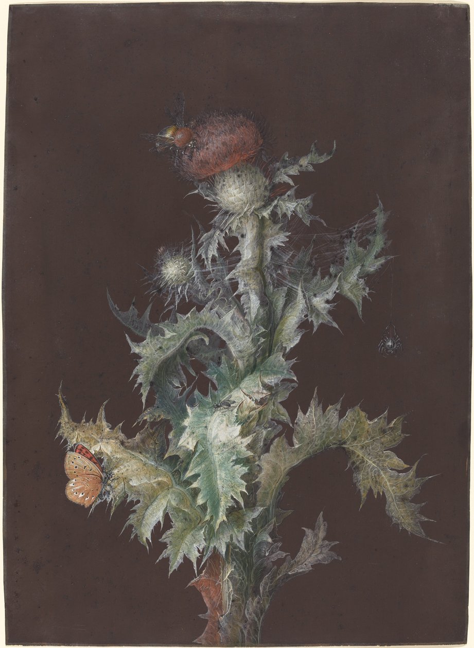 Tistel med insekter av Johann Christoph Dietzsch