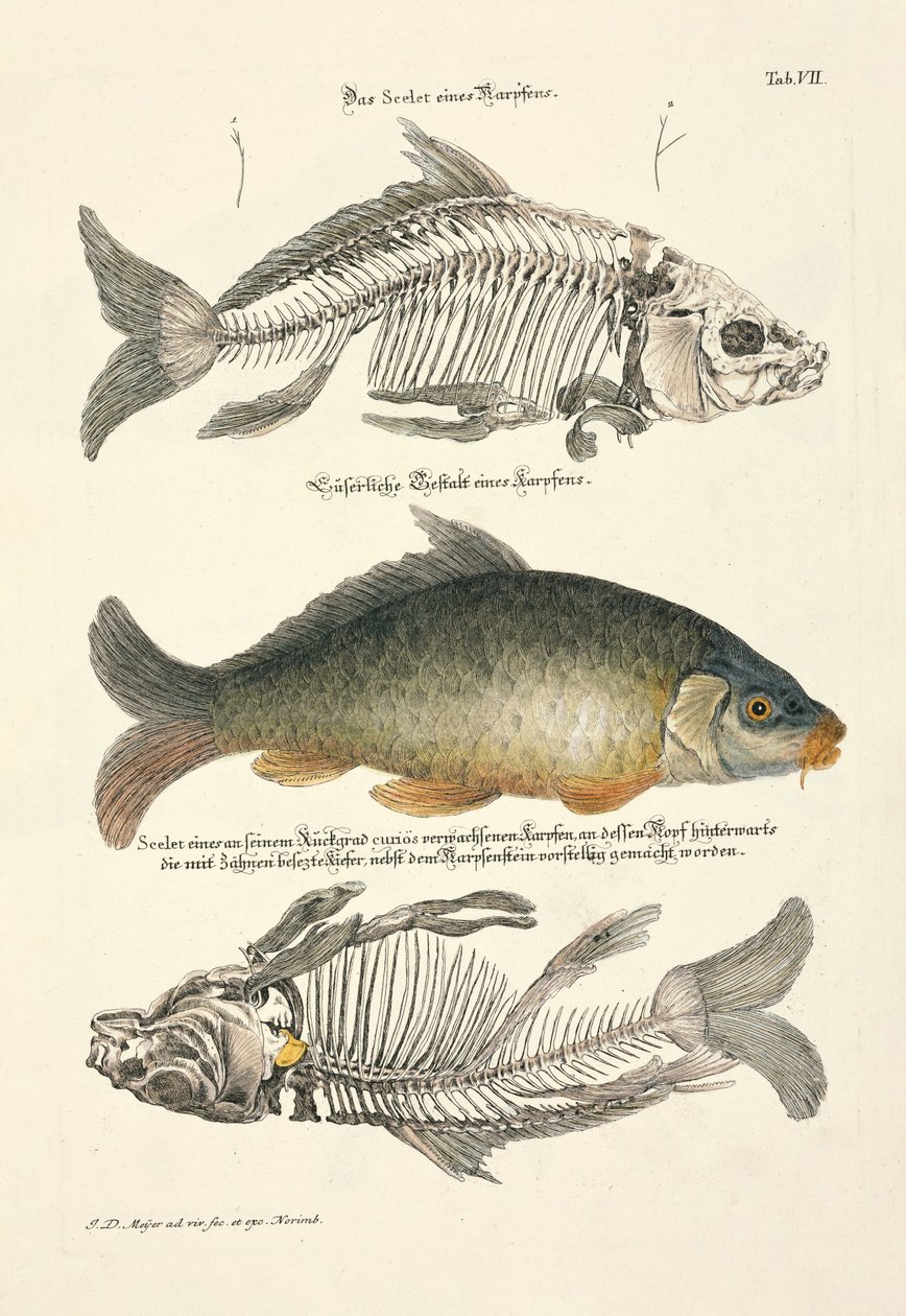 Vanlig karpe med skjelett av Johann Daniel Meyer